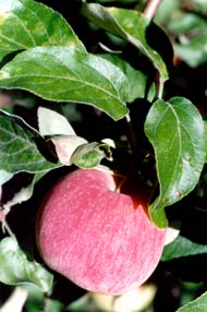 Лучшие позднелетние сорта яблонь: посадка и уход